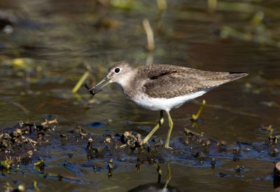 Solitary Sandpiper