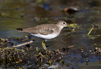 Solitary Sandpiper