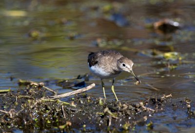 Solitary Sandpiper