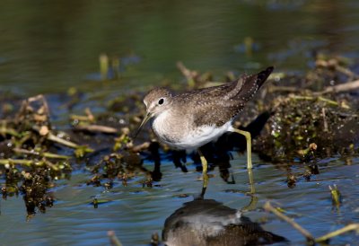 Solitary Sandpiper