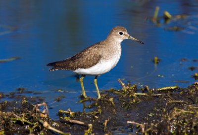 Solitary Sandpiper