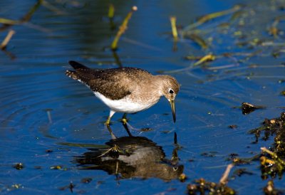 Solitary Sandpiper