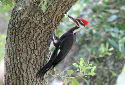 Pileated Woodpecker