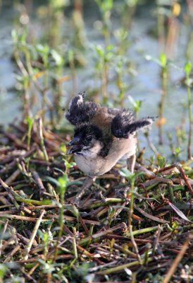 Purple Gallinule Chick