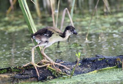 Purple Gallinule Chick