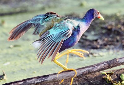 Purple Gallinule