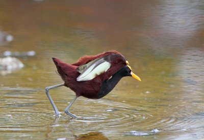 Northern Jacana