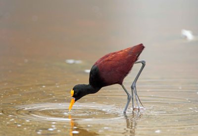 Northern Jacana