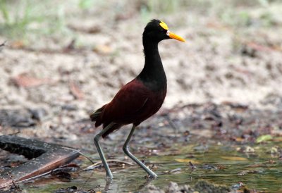 Northern Jacana