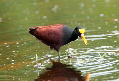 Northern Jacana