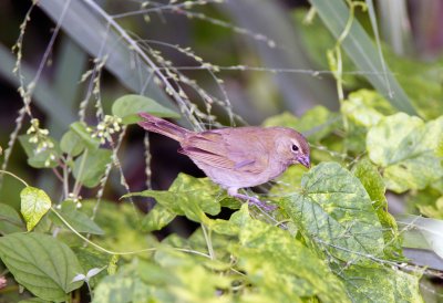 Yellow Faced Grassquit (female)