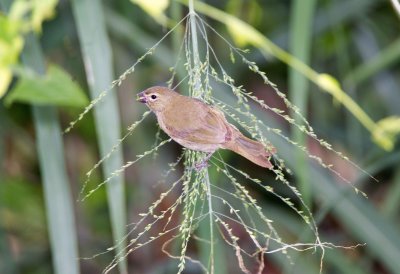 Yellow Faced Grassquit (female)