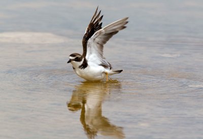 Semipalmated Plover