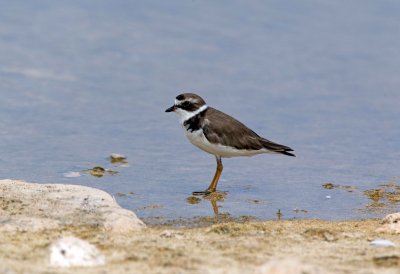 Semipalmated Plover