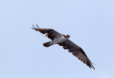 Osprey