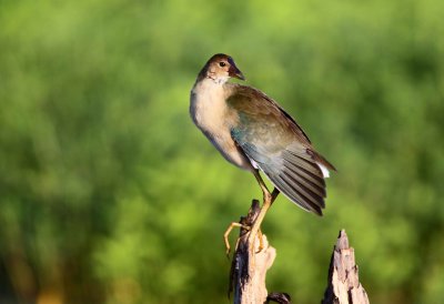 Purple Gallinule