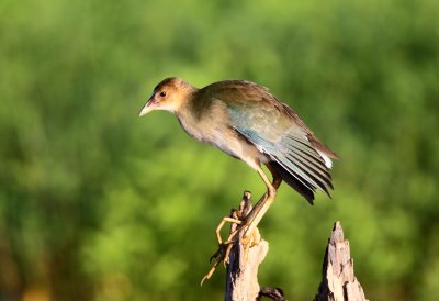 Purple Gallinule