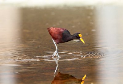 Northern Jacana