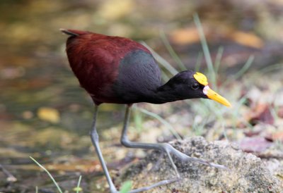 Northern Jacana