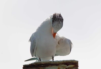 Royal Tern