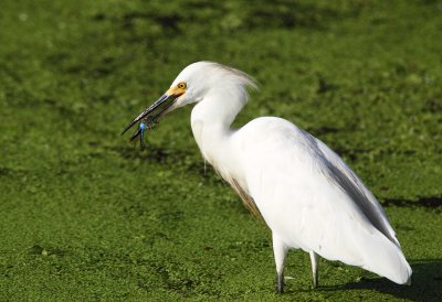 Snowy Egret