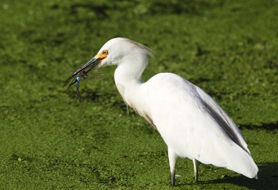 Snowy Egret