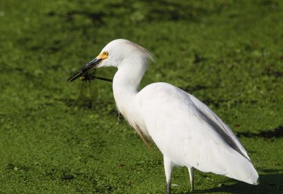 Snowy Egret