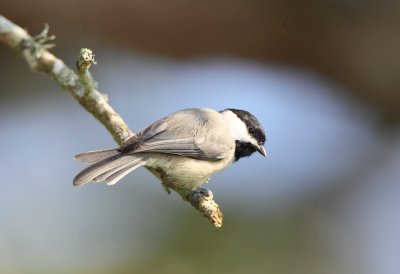 Carolina Chickadee