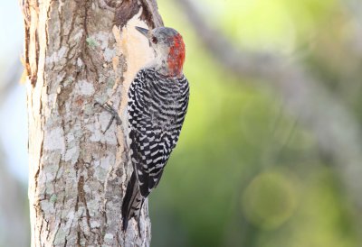 Red-Red Bellied Woodpecker