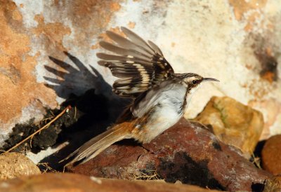 Brown Creeper