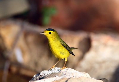 Wilsons Warbler