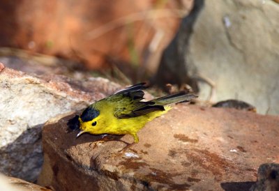 Wilsons Warbler