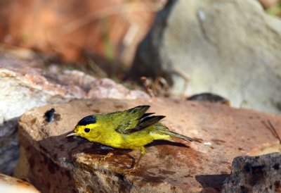 Wilsons Warbler