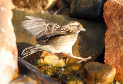 White Throated Sparrow