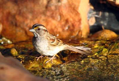 White Throated Sparrow