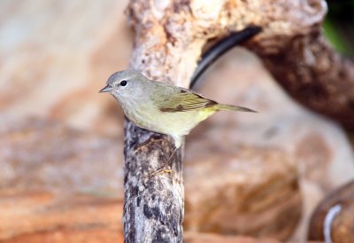 Orange Crowned Warbler