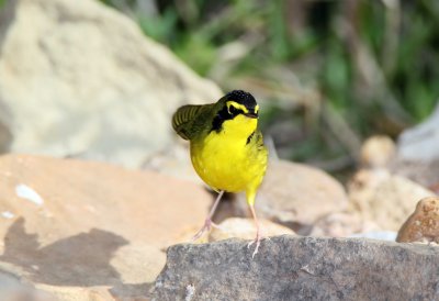 Kentucky Warbler