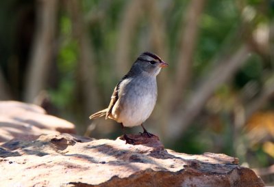 White Crowned Sparrow