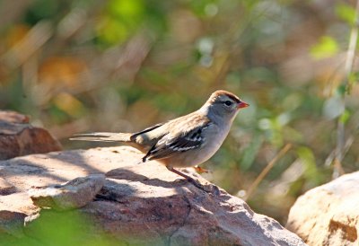 White Crowned Sparrow