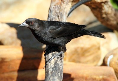 Bronzed Cowbird