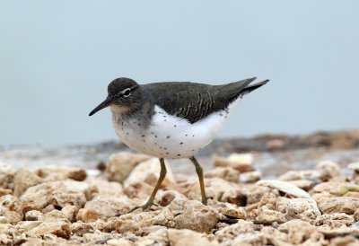 Spotted Sandpiper