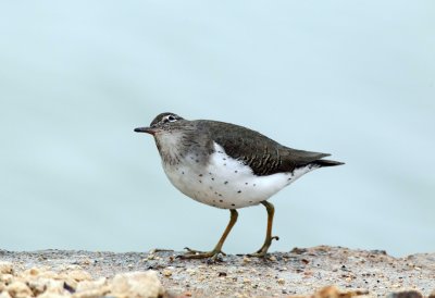 Spotted Sandpiper
