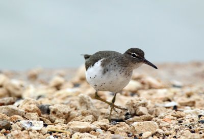 Spotted Sandpiper
