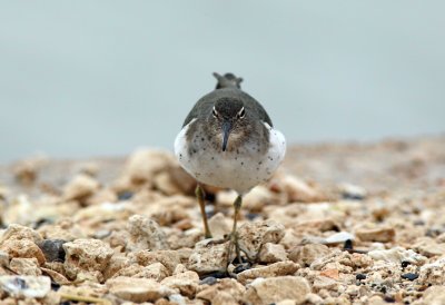 Spotted Sandpiper