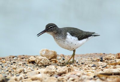 Spotted Sandpiper