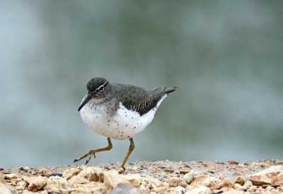 Spotted Sandpiper