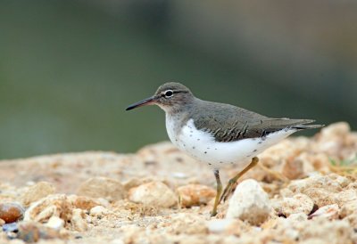 Spotted Sandpiper
