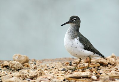 Spotted Sandpiper
