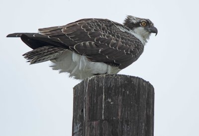 Osprey