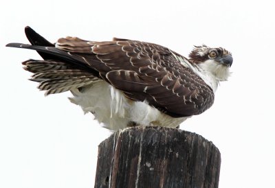 Osprey